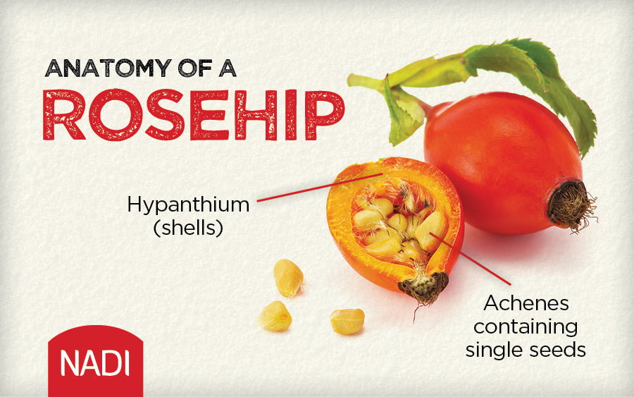 Anatomy of a Rosehip 